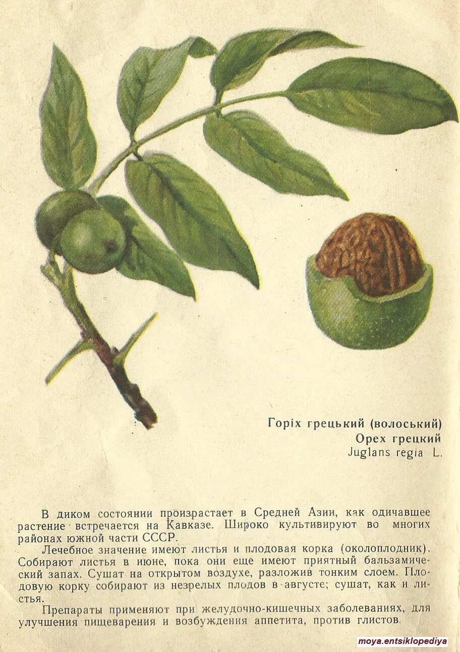 Применение листьев ореха. Грецкий орех лист. орех дерево описание. грецкий орех растение. листья ореха.