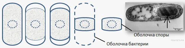 Оболочка споры бактерии