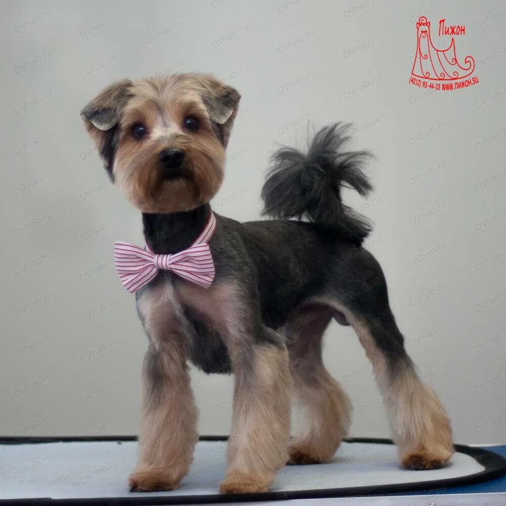 Стрижка для йорка с висячими ушками. Стрижка йорка мальчика с висячими ушами. Беби фэйс для йорка стрижка. Вислоухий йоркширский терьер. Стрижка йорка девочки.