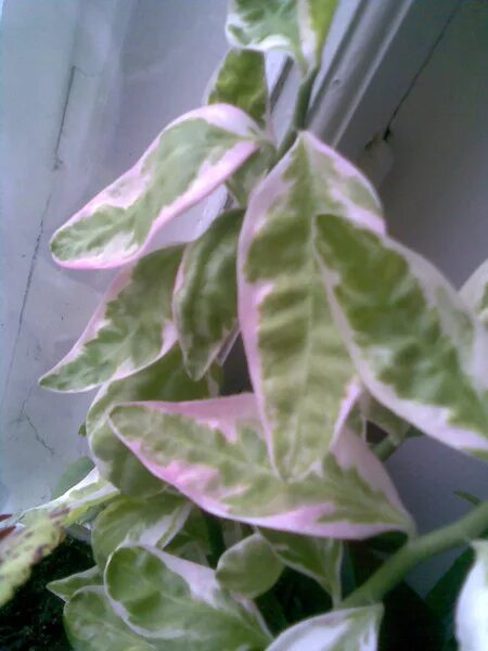 Педилантус почему опадают листья. Педилантус бонсай. Педилантус мужегон. Педилантус почему опадают листья. Педилантус почему опадают листья.