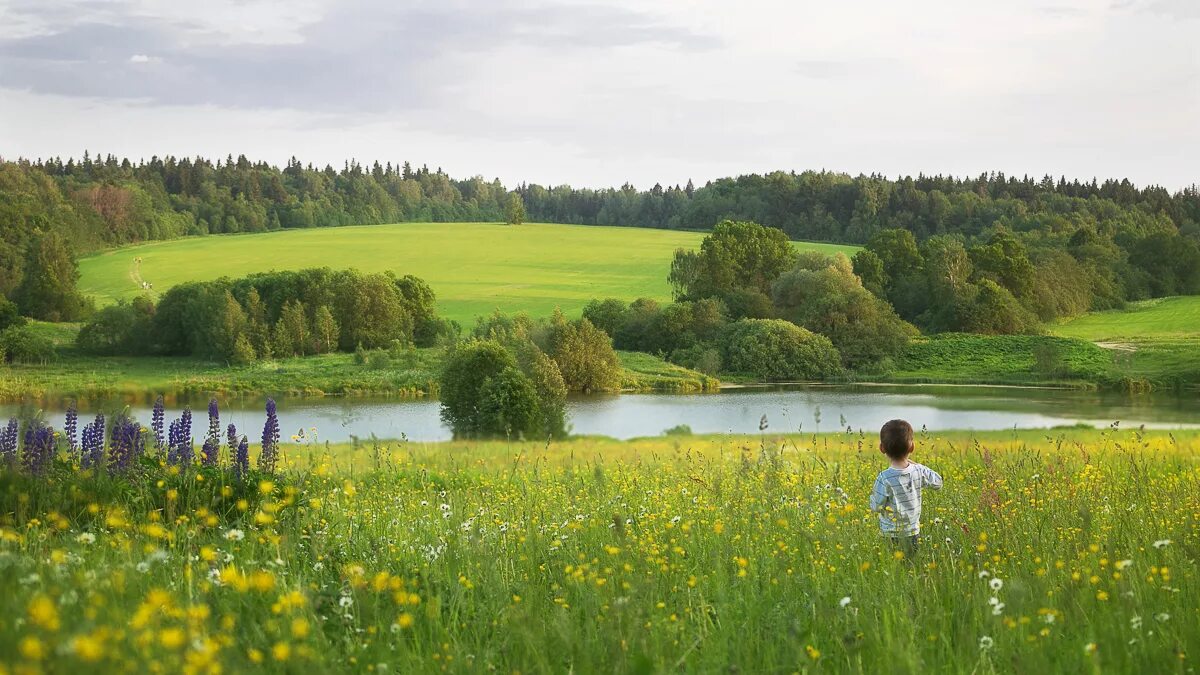 Поля и Луга Кировской области. Летний пейзаж. Лето луг. Луг простор. Русь сердцу дорога