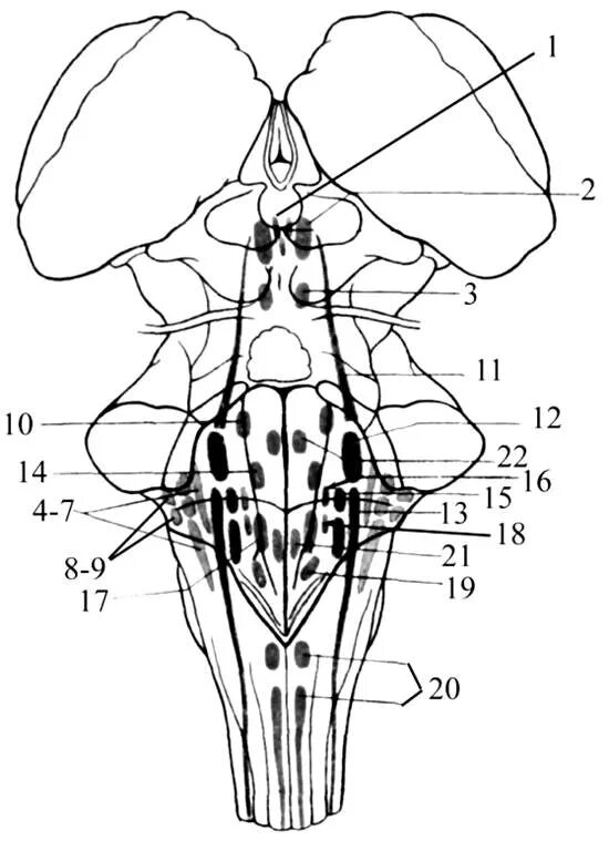 Ромбовидная ямка черепные нервы. Проекция черепных ядер на ромбовидную ямку схема. Проекция ЧМН на ромбовидную ямку. Проекция ядер черепных нервов на ромбовидную ямку. Ромбовидная ямка ядра черепных нервов схема.