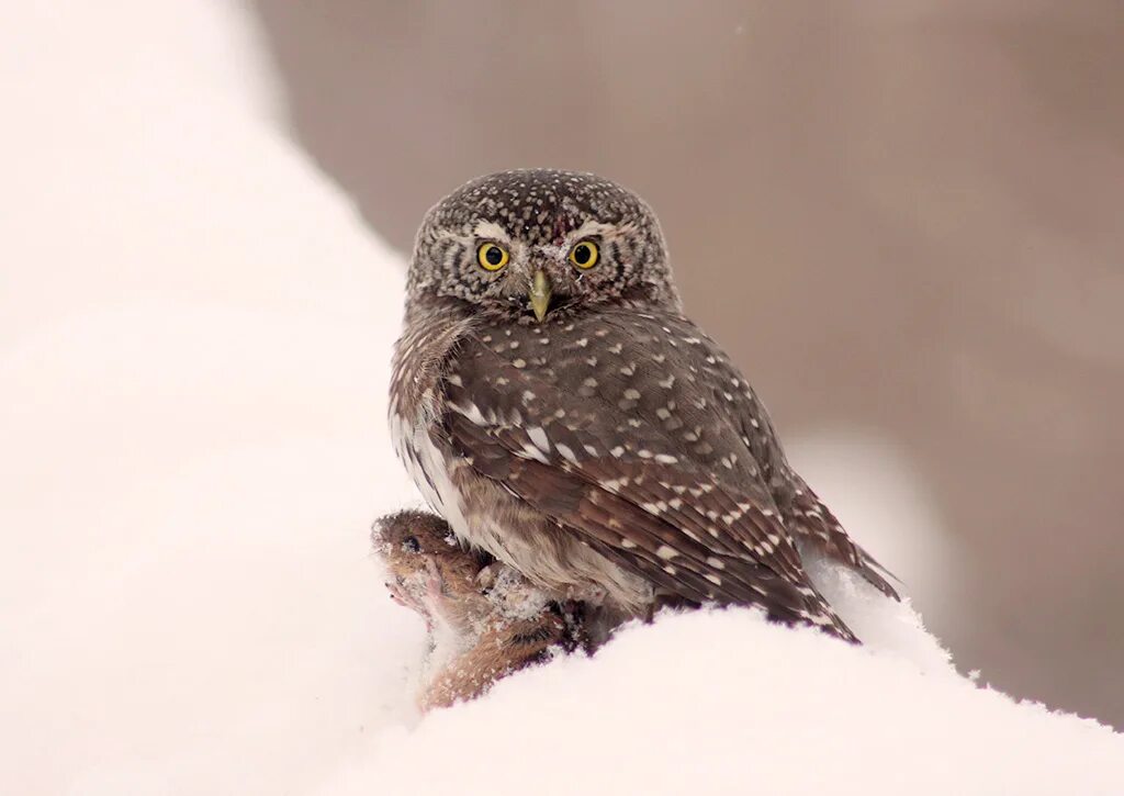 кубанский сыч. воробьиные сычи воробьиные сычи. кубинский воробьиный сыч.