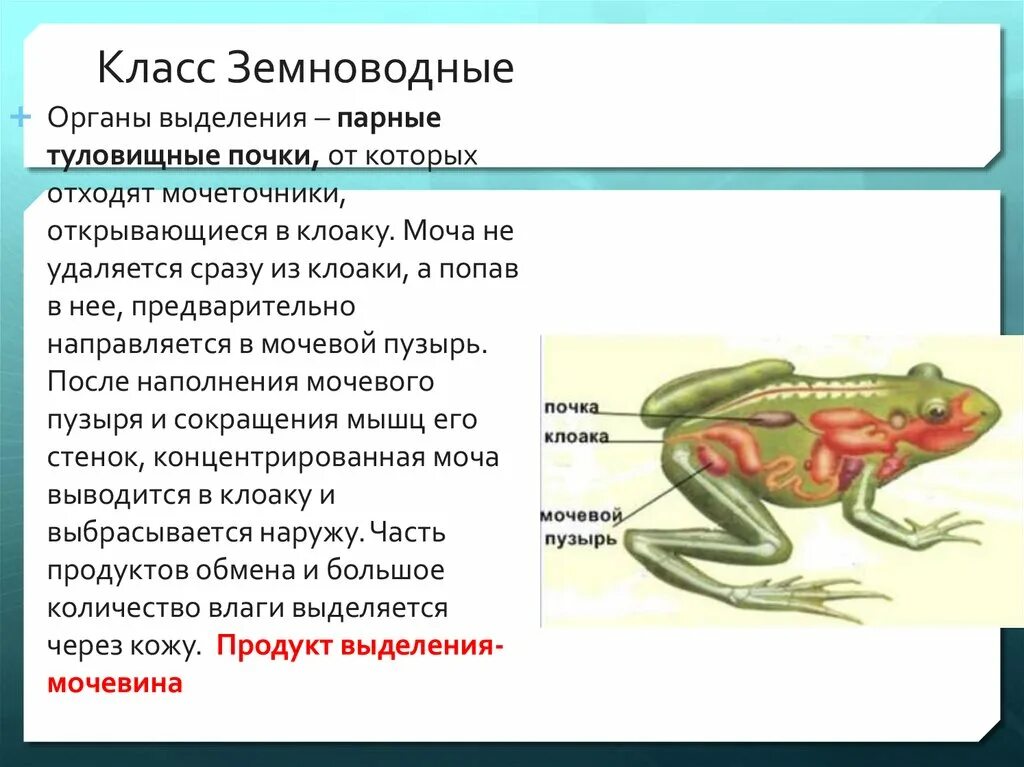 Системы органов земноводных строение и функции. Земноводные выделительная система. выделительная система амфибий. выделительная система земноводных. класс земноводные выделительная система.