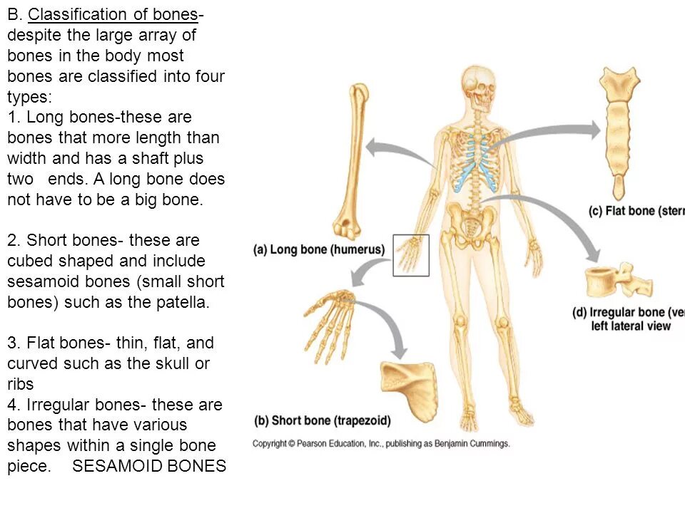 Classification of Bones. Classification and structure of Bones. Bone. 4 Types of Bones. Bones osu