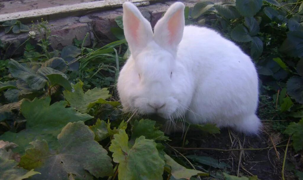 Кроликам можно клубнику. Новозеландская белая. Крол. Новозеландский белый кролик. Слендер порода кроликов. Кролик НЗБ описание породы.