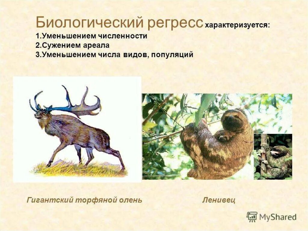 Состояние биологического регресса. Биологический регресс. биологический регресс примеры. примеры биологическогрегресс. примеры регресса в биологии.
