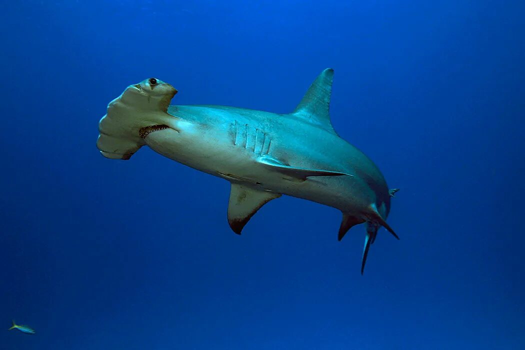 Акула молот опасна ли для человека. Giant hammerhead shark. акула меч. тигровая акула молот. акула молот морда.