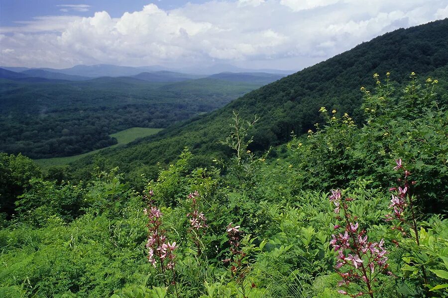 Станица ставропольская краснодарский край. Ставропольская станица краснодарский храм. Станица кардоникская поместье воробьевых. Ст ставропольская северского района краснодарского края. Станица ставропольская северский район краснодарский.