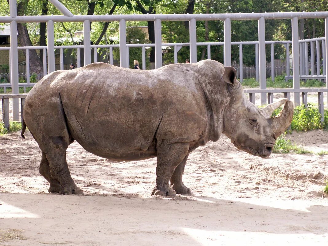 носорог в зоопарке. носорог в зоопарке москвы. животные московского зоопарка носороги. московский зоопарк носорог. зоологический парк торонто.