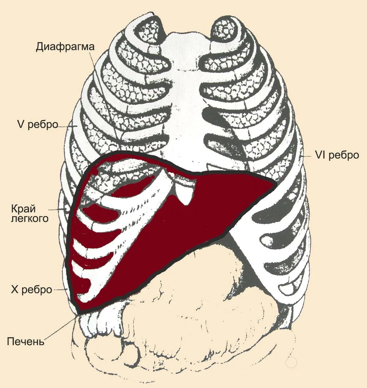 Печень ребром. Полость грудной клетки. Полость грудной клетки органы. Травмы органов грудной полости.