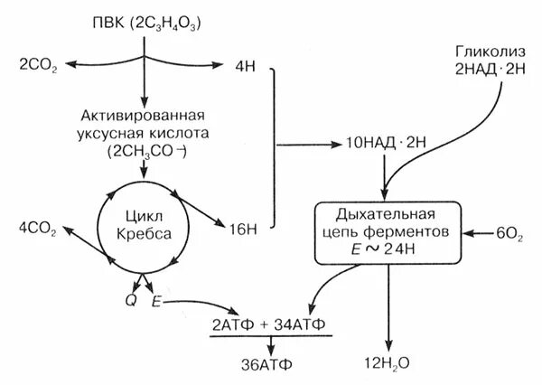 Механизм окислительного фосфорилирования - Окислительное фосфорилирование и тран