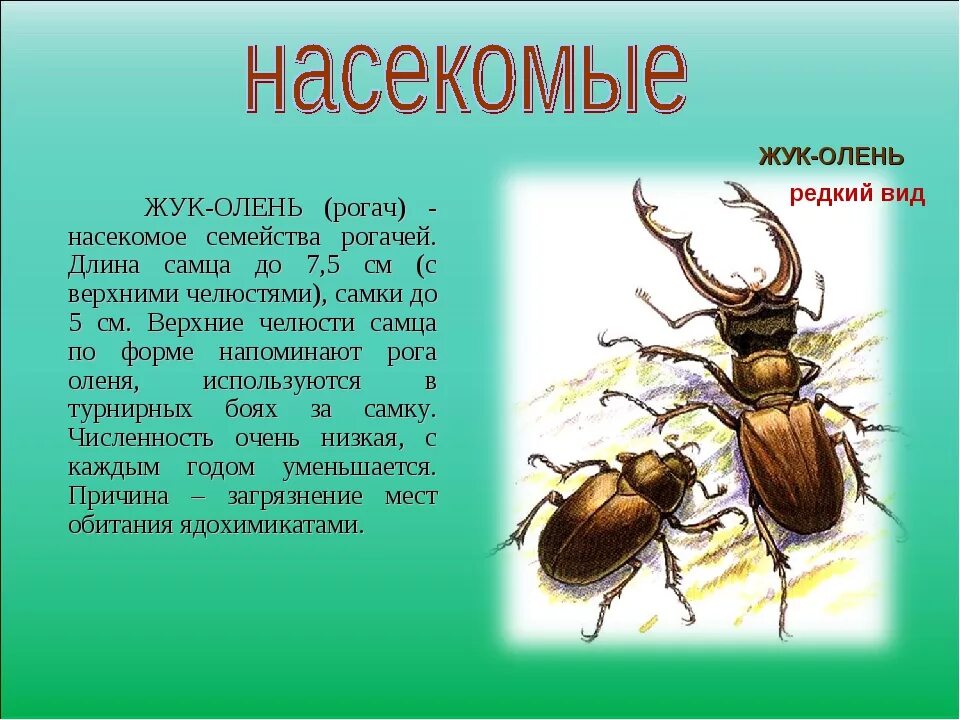 Чем вреден майский жук