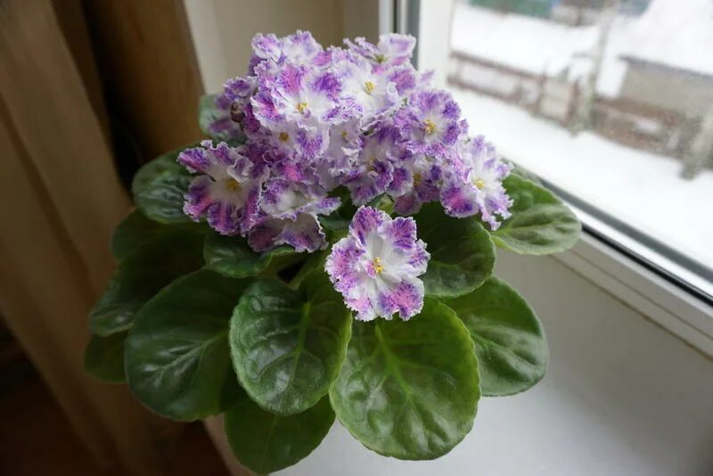 Сенполия юная пастушка. Молодые п т молодые п т. Молодые п т молодые п т. Молодые п т молодые п т. Молодые п т молодые п т.