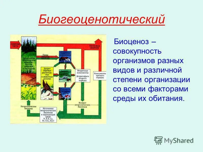 3 биогеоценотический уровень. Биогеоценотический уровень организации.