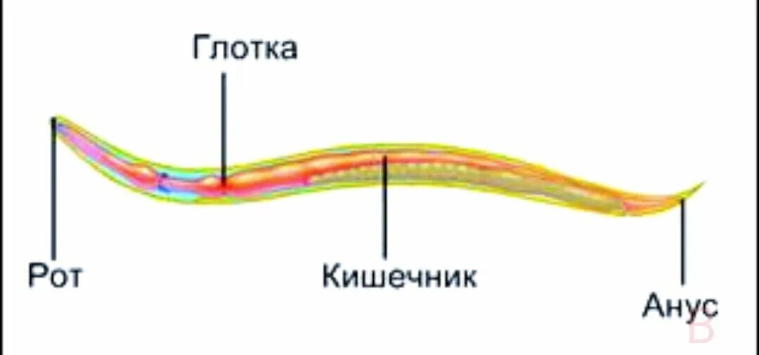 Сквозной кишечник у червей. Органы пищеварительной системы у круглых червей. Тип круглые черви пищеварительная система. Пищеварительная система червей круглых червей. Сквозная пищеварительная система у круглых червей.