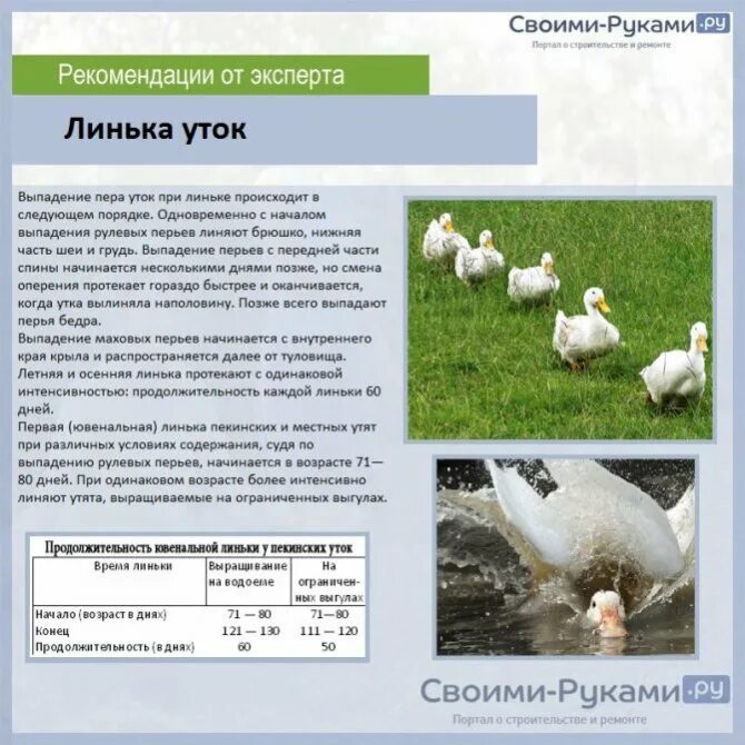 Утка возраст. Утята Мулард,Стар 53,Фаворит. Муларды утки описание породы. Утка породы Мулард характеристика. Муларды вес взрослой утки.