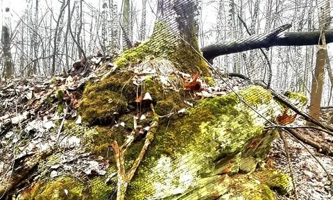 Маи старый лес