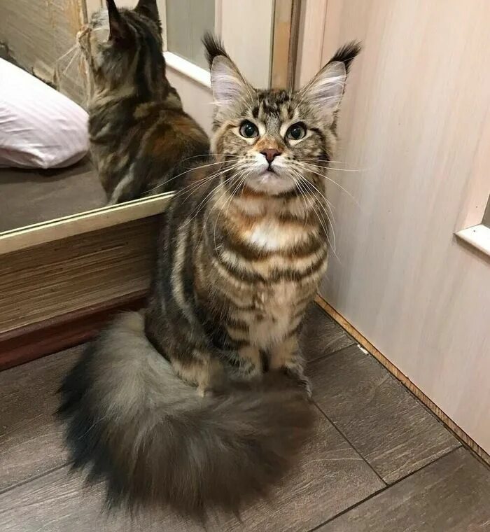 Сколько течка у мейн куна. Кот мейн кун. мейн кун ричи. манчкин мейн кун помесь. кот мейн кун фото.