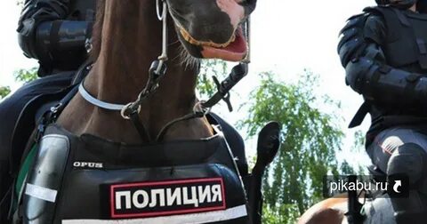 Лошадь оскорбление