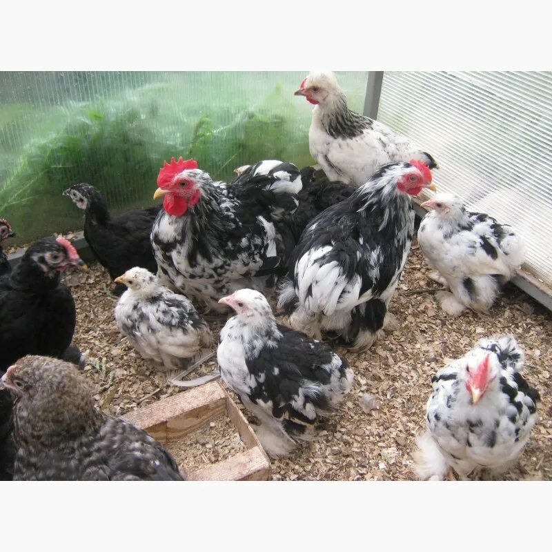 Avito птица. Глухарь петух. Авито птицы москва. Птицы аксая. Китайские куры ферменты.