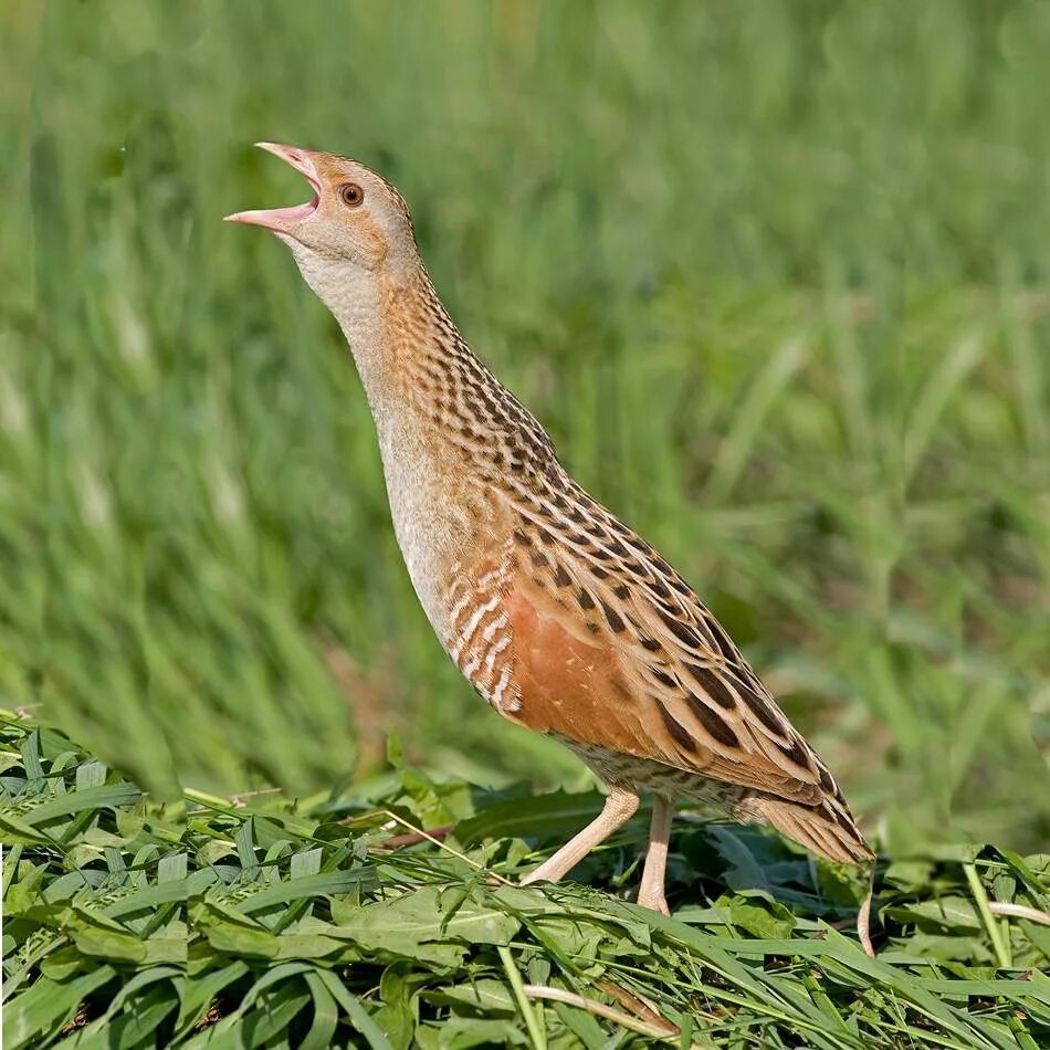Соловей (luscinia luscinia). Большая выпь botaurus stellaris. Коростель дергач. Птица издает. Большая выпь (botaurus stellaris (l.
