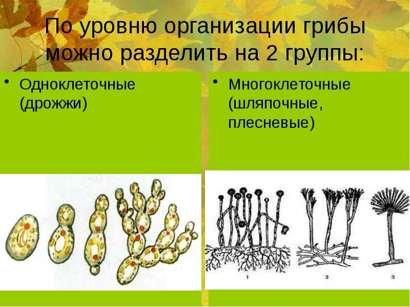 Среди грибов встречаются как одноклеточные. Группы грибов плесневые дрожжи Шляпочные. Грибы Шляпочные, плесневые, паразитические, дрожжи. Царство грибов одноклеточные или многоклеточные. Царство грибов одноклеточные (дрожжи).