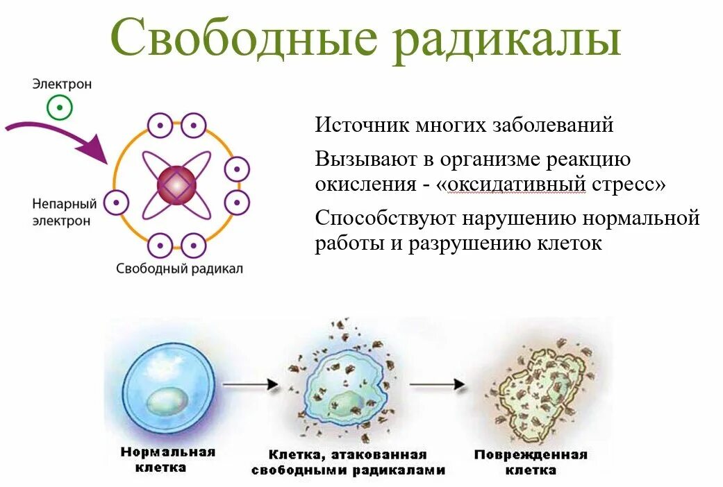 Свободные радикалы возникают при воздействии на клетку:. Чем опасны свободные радикалы. Свободные радикалы что это такое в организме человека. Как образуются свободные радикалы. Кожей радикал