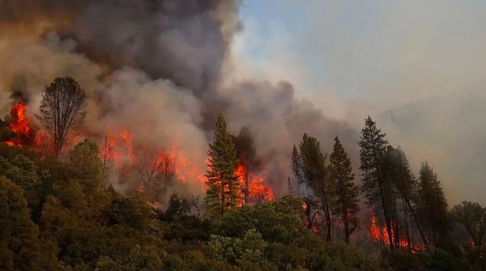 Сильные пожары в россии. Природные пожары. Пожар леса. Пожар на природе. Лесной пожар картина.