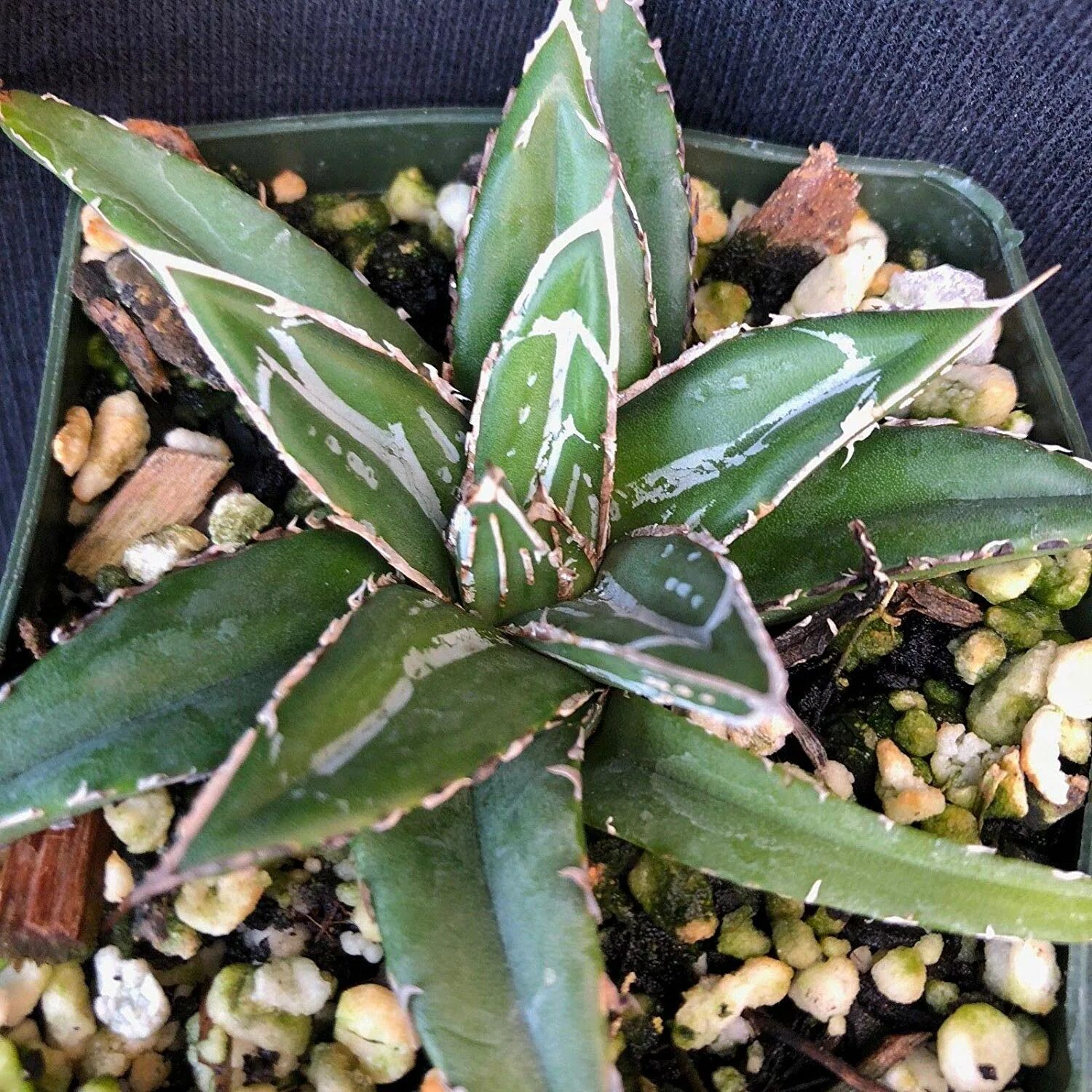 Agave reginae victoriae var. compact El Amparo (Агава королевы Виктории компактн