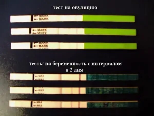 Тест на овуляцию показывает беременность раньше