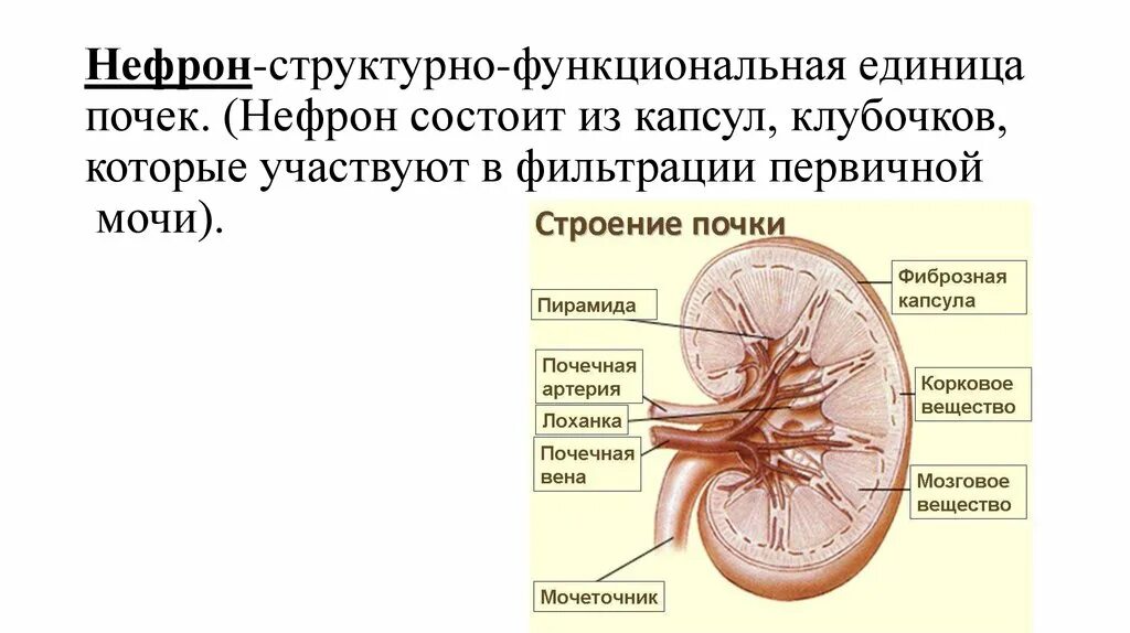 Нефрон почки строение и функции. Строение структурно функциональной единицы почки. Нефрон структурно-функциональная единица почки. Строение почки капсула нефрона. Нейрон структурная и функциональная единица почки