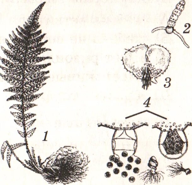 Спорофит описание. Спорофит бесполое поколение. Бесполое поколение папоротника. Спорофит папоротника. Бесполое поколение растений (спорофит) — это:.