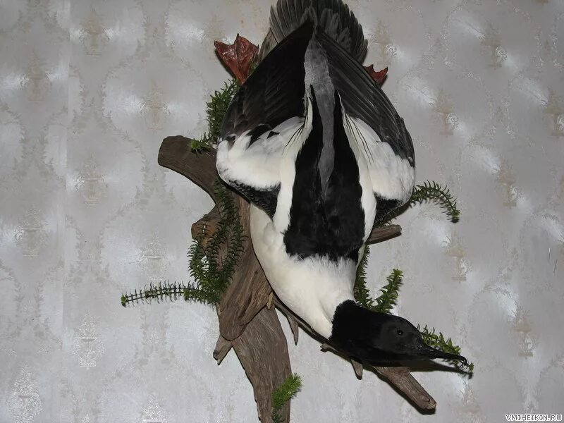 Таксидермист чучела птиц. Изготовление чучел птицы. Препарирование птицы изготовление чучела. Таксидермия утки. Фото чучел животных и птиц.