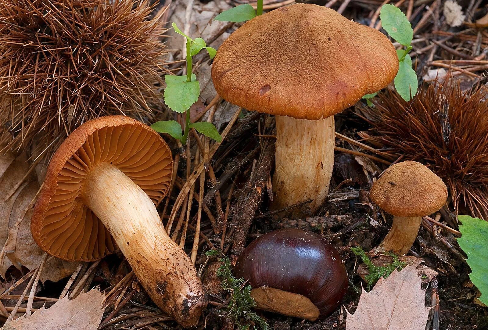 Паутинник особеннейший гриб. Паутинник горный cortinarius orellanus. Паутинник горный. Паутиннике горном. Паутинник оранжево-красный.