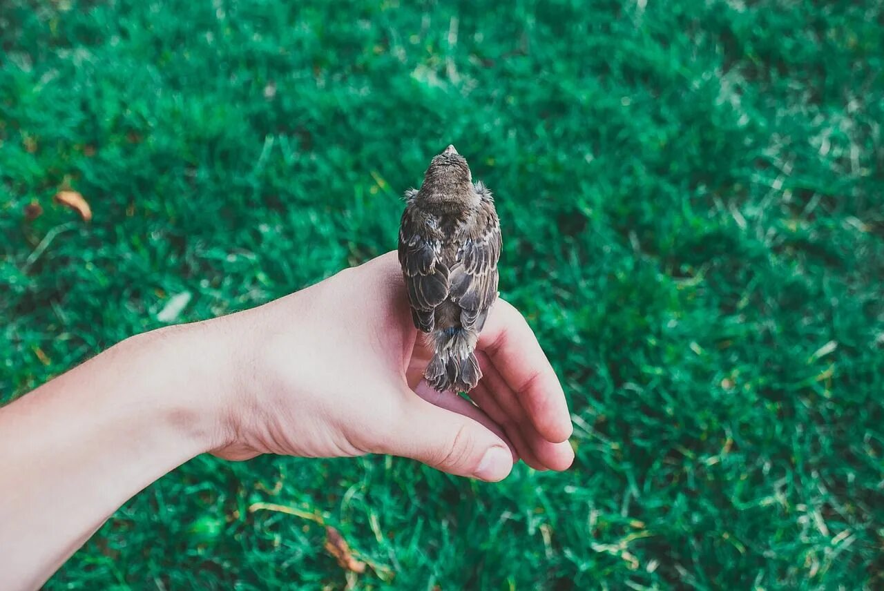 Птичка на ладошке. Птица на руке. Птица на руке фото. Природа птенец в руках. Bird in hand