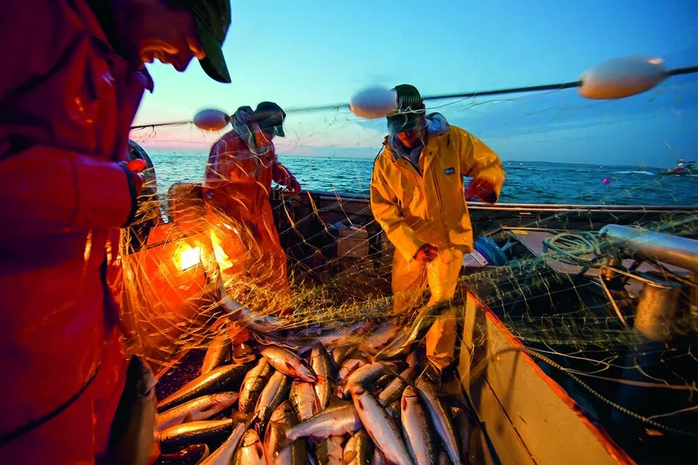 Промысел добыча. Salmon Fishing in Alaska промышленность. Рыбопромышленный комплекс дальнего Востока. Тихий океан промысел. Промысел рыбы.