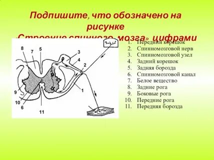 Рассмотрите рисунок что обозначает цифрами