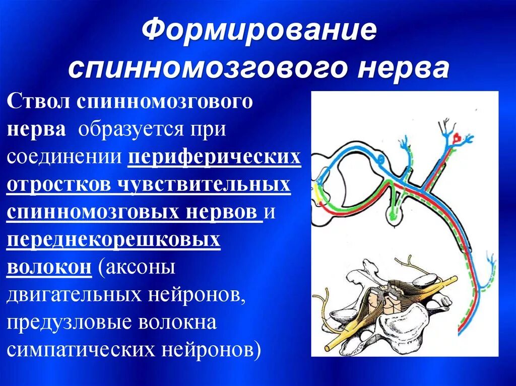 Формирование спинномозговых нервов. Формирование и ветвление спинномозгового нерва. Принципы формирования спинномозговых нервов. Закономерности формирования спинномозговых нервов.