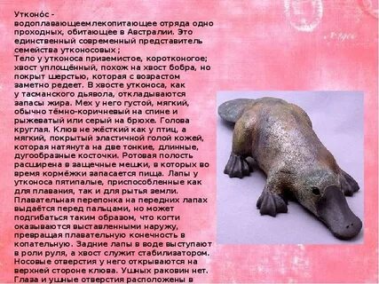 Утконос к какой группе животных относится