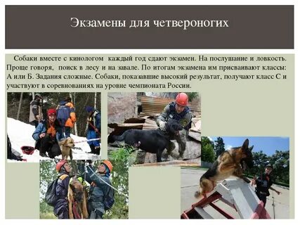 Кинолог плюсы и минусы