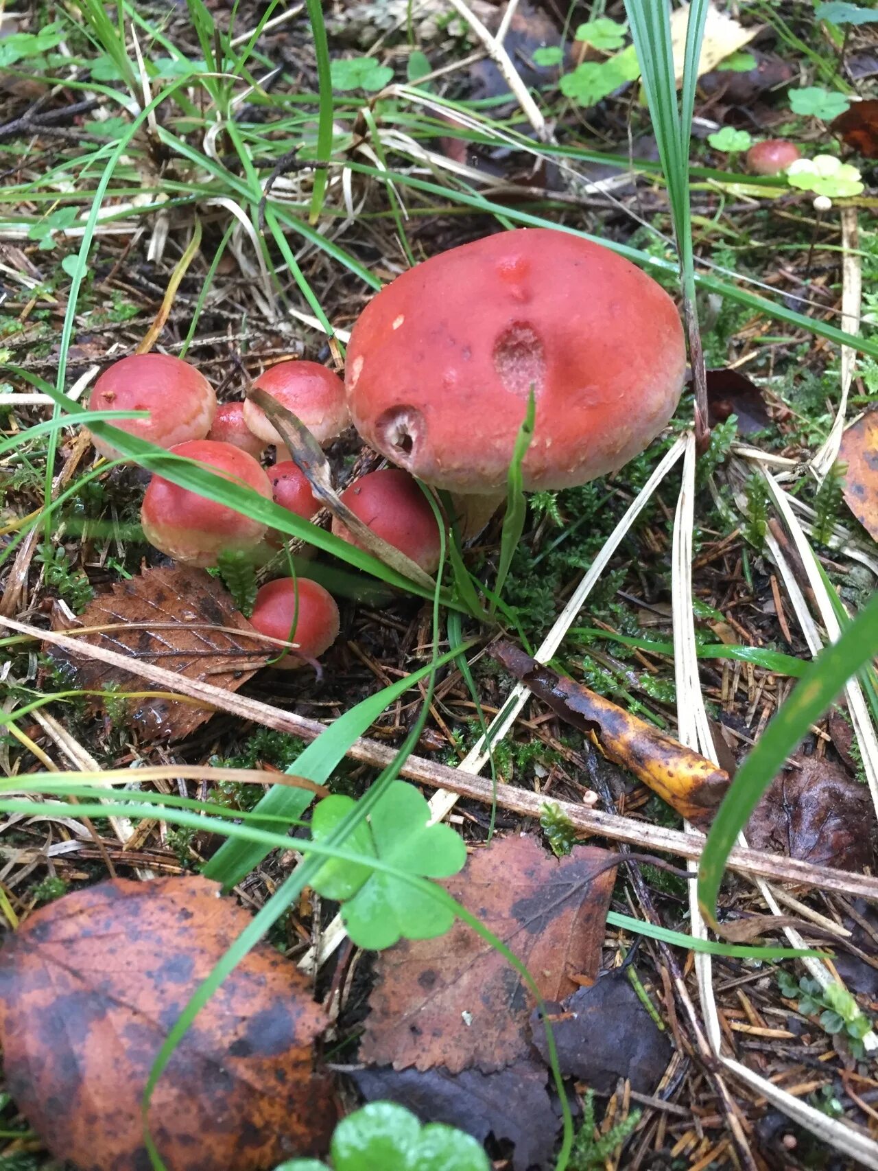 Грибное царство Беларуси - Hypholoma lateritium