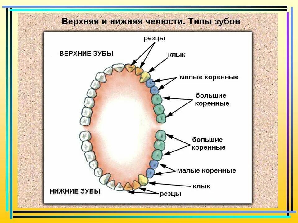 Зубы это. Зубы это
