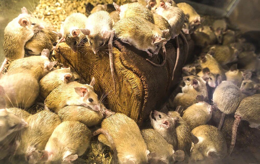 популяция мышей. полевая мышь (мышь-полёвка). эворонская полевка. коричневая мышь. серая мышь.