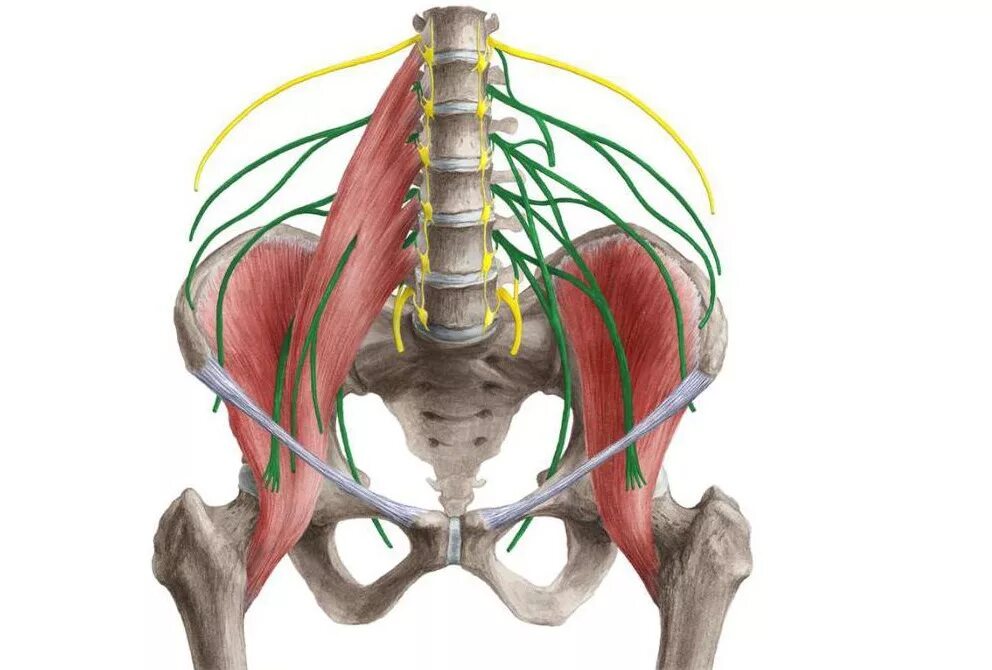 Подвздошно паховый нерв латынь. Ветви поясничных узлов симпатического ствола. Пояснично-крестцовое сплетение анатомия. Седалищный нерв анатомия топография схема. Схема распределения нервов пояснично-крестцового сплетения.
