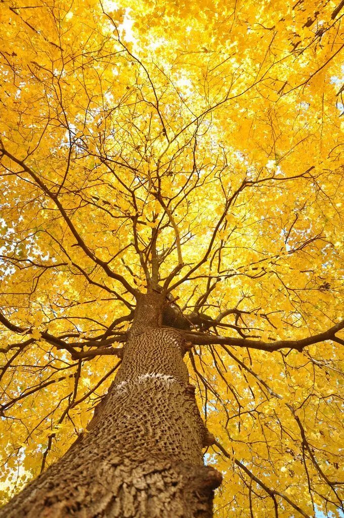 Yellow tree
