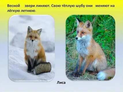 Когда меняют окрас