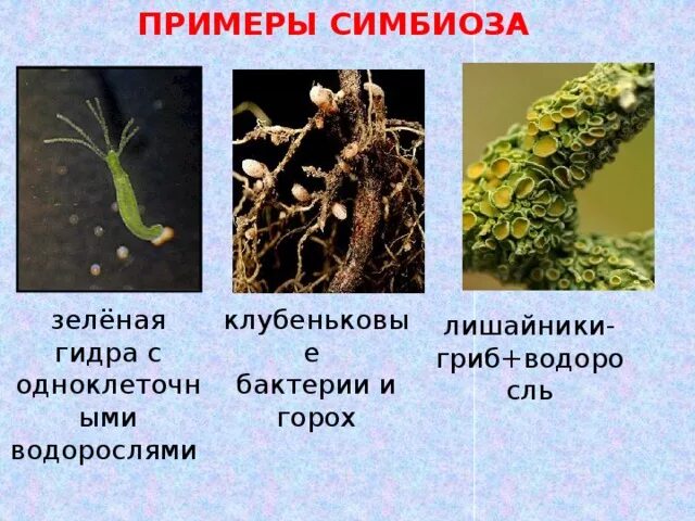Симбиотические организмы примеры. Симбиоз примеры. Примеры симбиоза в биологии. Примеры симбиоза в природе. Симбиотических отношений между организмами