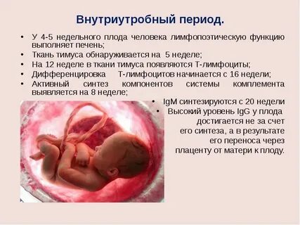 Особенности внутриутробного развития плода