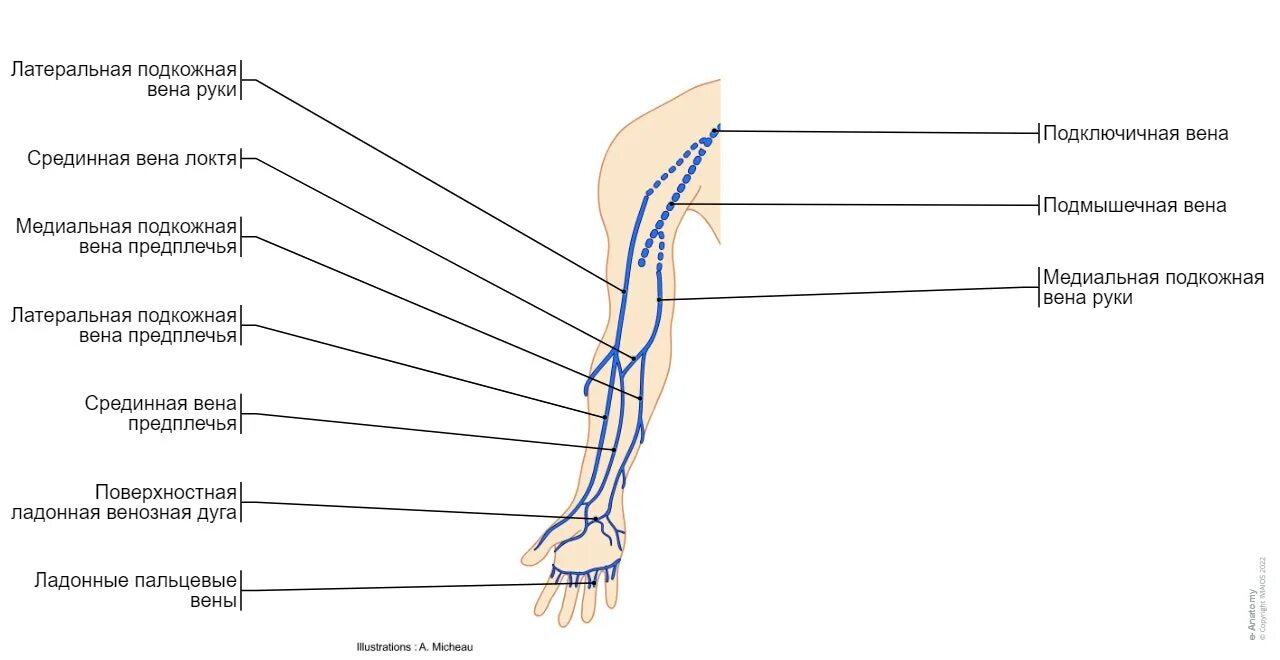 Латеральная поверхностная Вена руки. Медиальная подкожная Вена предплечья.